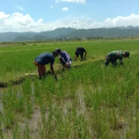 Babinsa Koramil 02 Wasile, Bantu Petani Bersihkan Rumput Gulma Pada Tanaman Padi