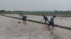 Babinsa Sertu Edi Siswanto Bantu Dan Semangati Petani, Mengolah Lahan Tanam Padi Di Desa Kaligrenjeng