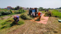 Bantu Panen Padi, Wujud Pendampingan Babinsa Kademangan Mensukseskan Program Swasembada Pangan