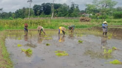 Musim Tanam Telah Tiba, Babinsa Sukosewu Aktif Bantu Petani Tanam Padi