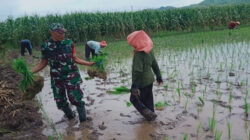 Koptu Wahyu Anugerah Bersama Warga Desa Gununggede, Tingkatkan Hanpangan Dengan Tanam Padi