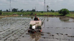 Upaya Dukung Ketahanan Pangan Wilayah, Babinsa Desa Kerjen Bantu Petani Tanam Padi