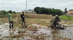 Babinsa Rejowinangun Dampingi penyiapan Lahan Musim Tanam Padi di Kademangan