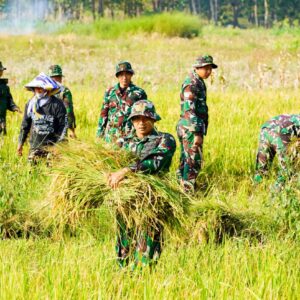 IMG-20250727-WA0005 Dukung Ketahanan Pangan, Satgas TMMD 125 Bojonegoro Panen Padi Bersama Poktan