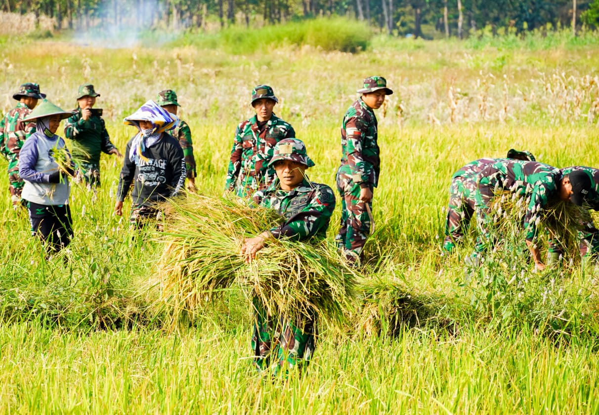 Dukung Ketahanan Pangan, Satgas TMMD 125 Bojonegoro Panen Padi Bersama Poktan