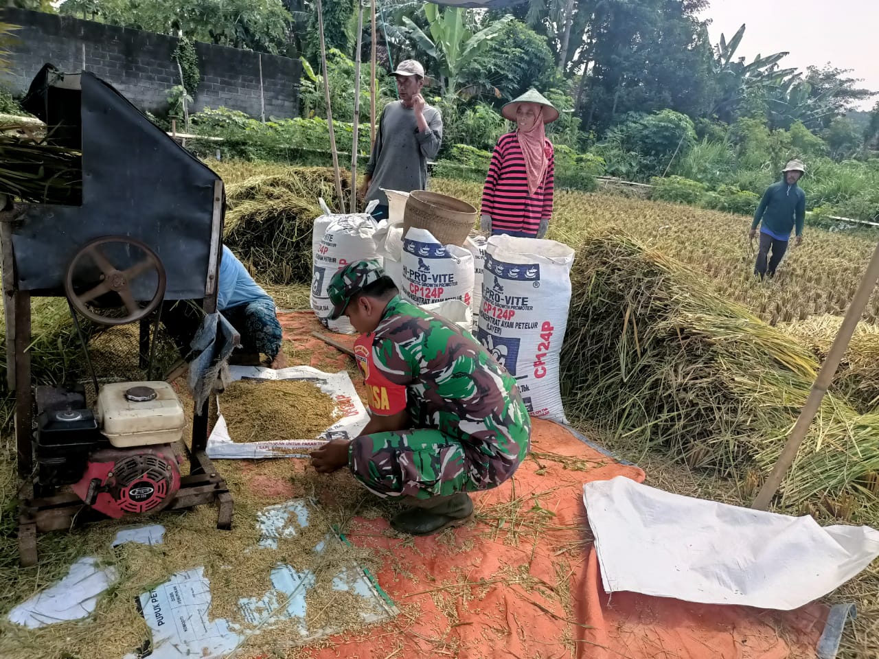 Babinsa Selokajang Dampingi Panen Padi, Dorong Petani Optimalkan Program Hanpangan