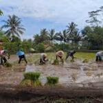 Babinsa Olak Alen Dampingi Petani Tanam Padi, Wujud Nyata Dukungan TNI Pada Ketahanan Pangan