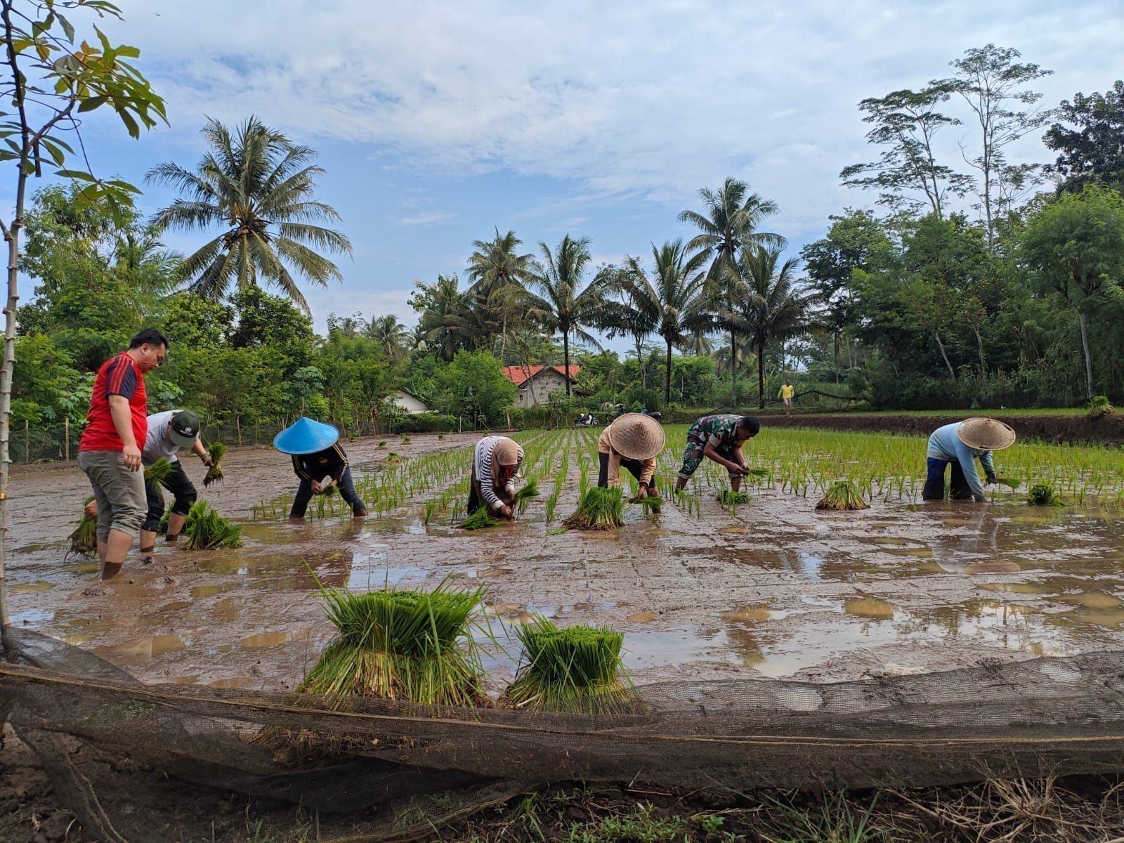 Babinsa Olak Alen Dampingi Petani Tanam Padi, Wujud Nyata Dukungan TNI Pada Ketahanan Pangan
