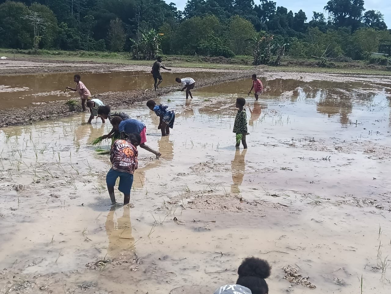 Satgas TMMD ke-126 Kodim 1810/Tambrauw dan Dinas Pertanian Tambrauw Gelar Penyuluhan dan Penanaman Padi di Distrik Yembun