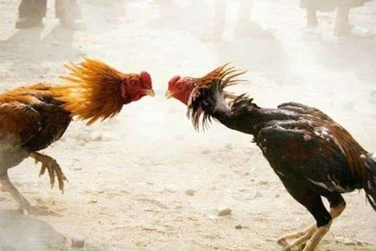 Arena Sabung Ayam di Lumajang Kembali Beroperasi: Tantangan Terbuka terhadap Hukum dan Wibawa Aparat