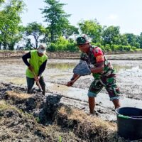 IMG-20251106-WA0033 Babinsa Sumberrejo Bojonegoro Bantu Petani Kedungrejo Tanam Padi