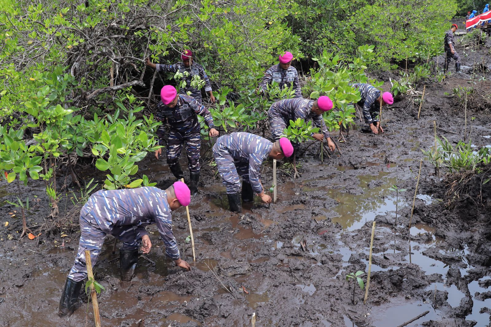 Semarak HUT Armada RI 2025: Koarmada III Gelar Baksos Akbar dan Tanam 1.000 Mangrove di Katapop Pantai Kabupaten Sorong