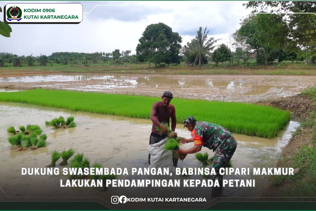 Dukung Swasembada Pangan, Babinsa Cipari Makmur Lakukan Pendampingan Kepada Petani