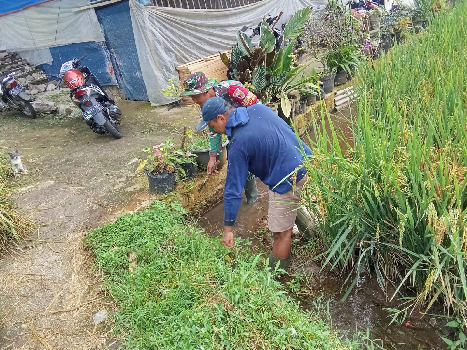 Babinsa Desa Kalimanis Dampingi Program TNI Manunggal Air untuk Pengairan Sawah Warga