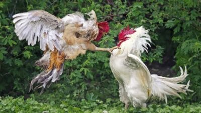 Penindakan Sekadar Formalitas, Sabung Ayam Tetap Eksis