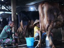 TMMD Ke 127 Tak Hanya Bangun Rumah, Jembatan Dan Jalan, Prajurit TNI Turut Juga Bantu Warga Perah Susu Sapi
