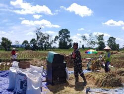 Dukung Swasembada Pangan Nasional, Babinsa Desa Slumbung Dampingi Petani Panen Padi