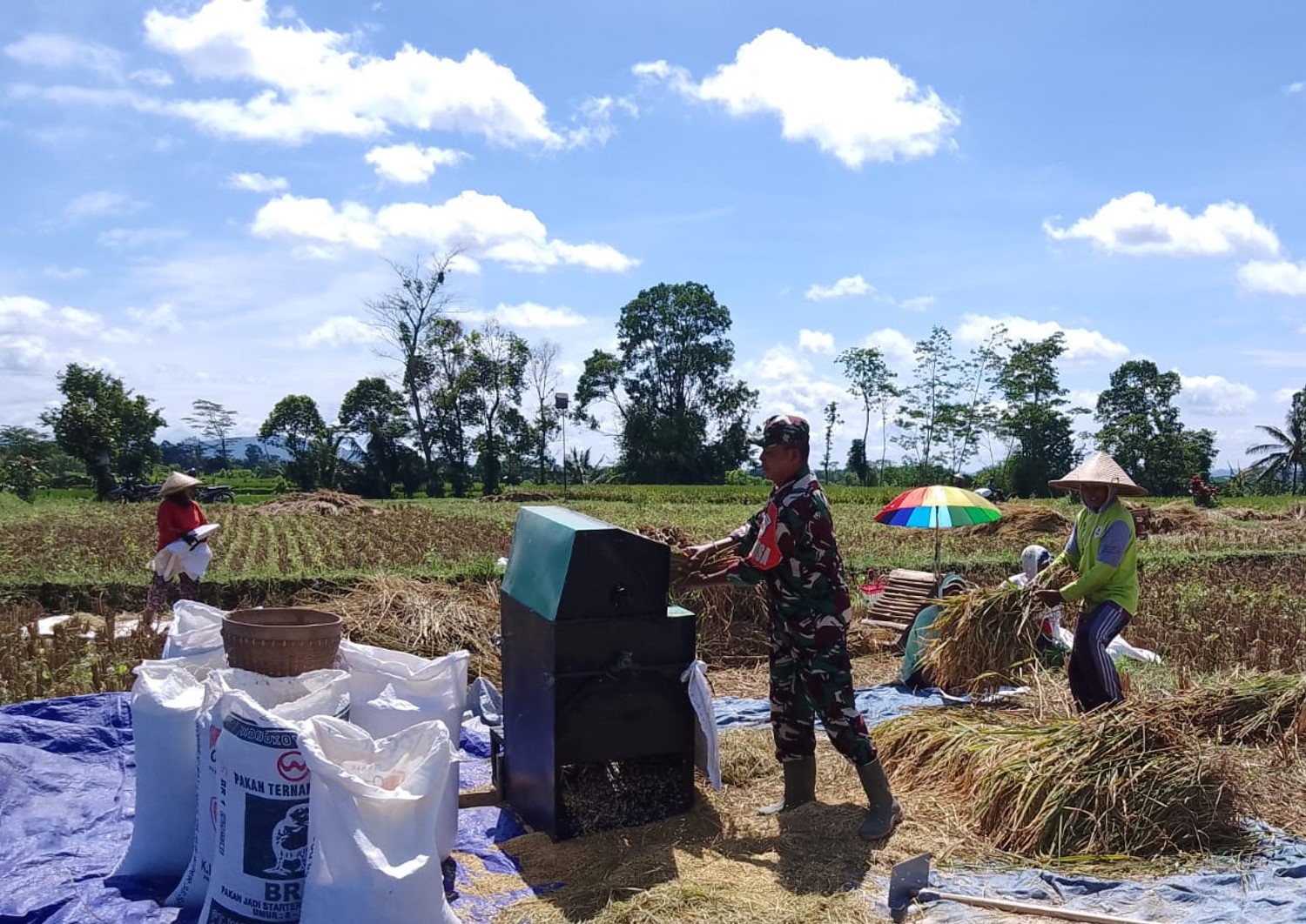 Dukung Swasembada Pangan Nasional, Babinsa Desa Slumbung Dampingi Petani Panen Padi