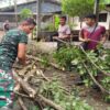 Anggota Koramil 0808/06 Srengat Bersama Warga, Polsek Dan BPBD Gotong Royong Bersihkan Pohon Tumbang Di Desa Purwokerto