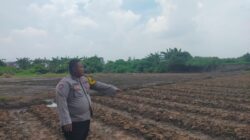 Bhabinkamtibmas Polsek Cikupa Lakukan Pengecekan Penanaman Jagung Hibrida Program 1 Desa 2 Hektare Kwartal I 2026