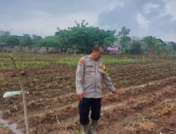 Bhabinkamtibmas Polsek Cikupa Monitor Lahan Jagung 0,7 Hektare di Sukadamai, Sempat Terendam Banjir Kini Mulai Tumbuh