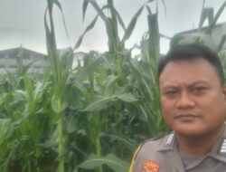 Bhabinkamtibmas Desa Talaga Lakukan Kontrol Lahan Jagung Dukung Program Ketahanan Pangan
