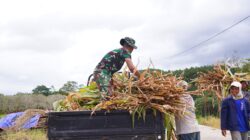 Wujud Kemanunggalan, Satgas TMMD Ke 127 Kodim 0808 Bantu Warga Panggul Pakan Ternak Dari Kebun