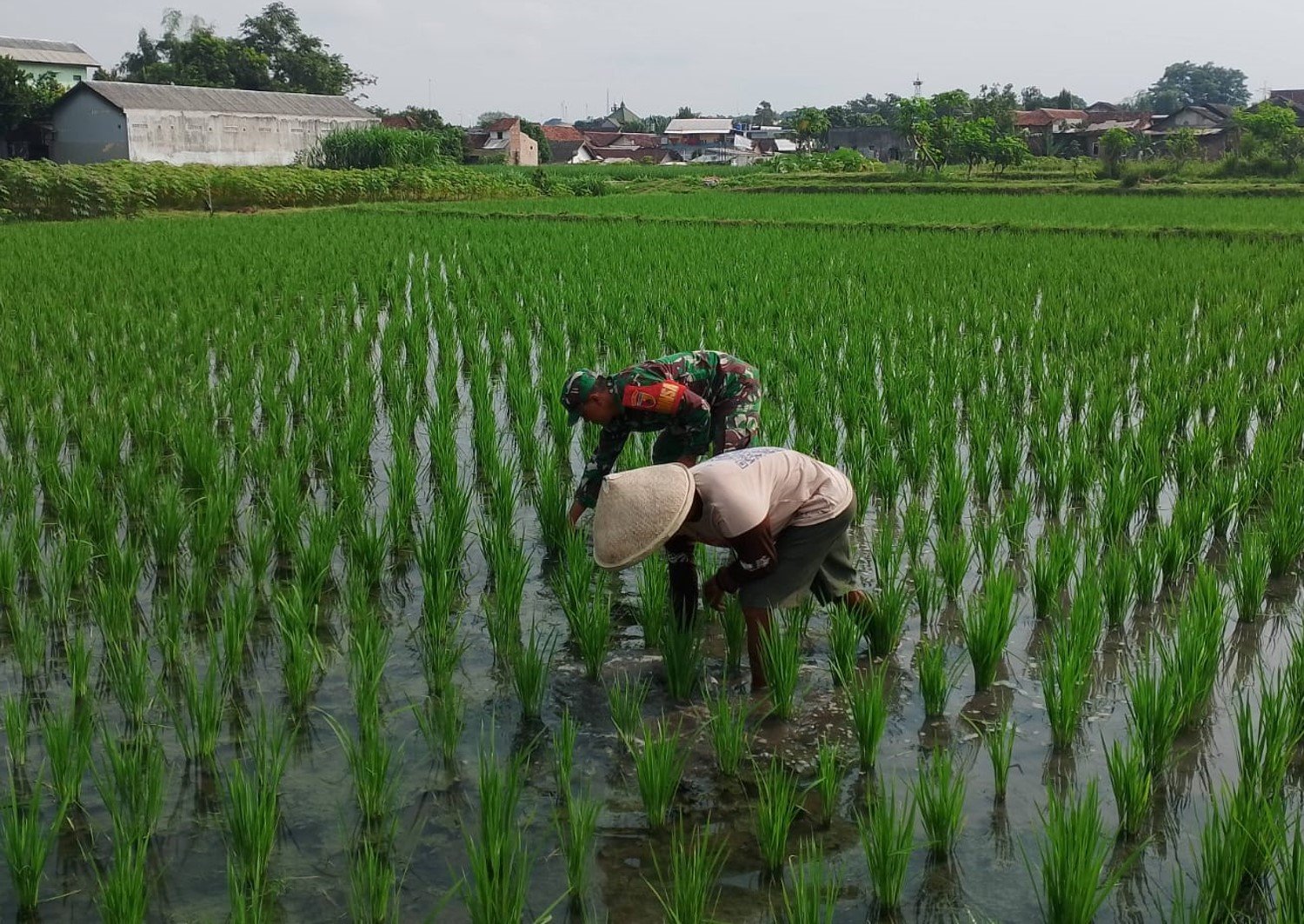 Babinsa Sananwetan Dampingi Petani Penyiangan Gulma Di Lahan Pertanian
