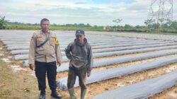 Polsek Cikupa Dukung Program 1 Desa 2 Hektare dengan Penanaman Jagung Hibrida Kwartal I Tahun 2026