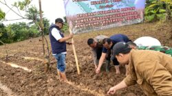 Bhabinkamtibmas Polsek Cikupa Hadiri Penanaman Jagung Hibrida Program 1 Desa 2 Hektare di Desa Sukanagara