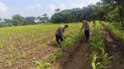 Polsek Cikupa Monitoring Lahan Jagung Hibrida di Panongan, Dukung Program Ketahanan Pangan
