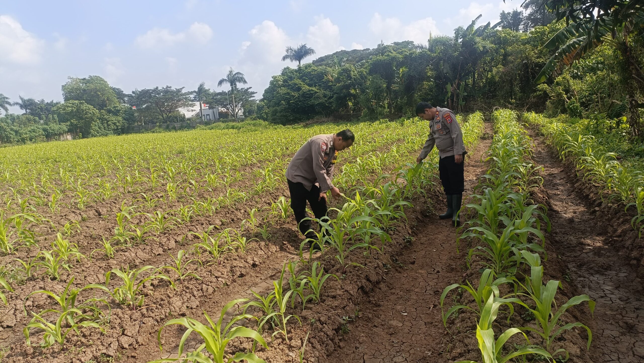 Polsek Cikupa Monitoring Lahan Jagung Hibrida di Panongan, Dukung Program Ketahanan Pangan Polsek Cikupa Monitoring Lahan Jagung Hibrida di Panongan, Dukung Program Ketahanan Pangan
