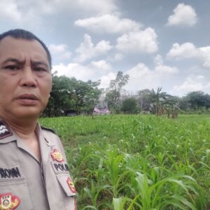 Bhabinkamtibmas Desa Sukadamai Kontrol Lahan Jagung, Dukung Program Ketahanan Pangan