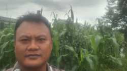 Bhabinkamtibmas Desa Talaga Cek Lahan Jagung, Dukung Ketahanan Pangan di Cikupa