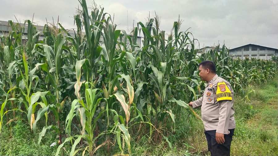Bhabinkamtibmas Polsek Cikupa Kontrol Lahan Jagung, Dukung Program Ketahanan Pangan