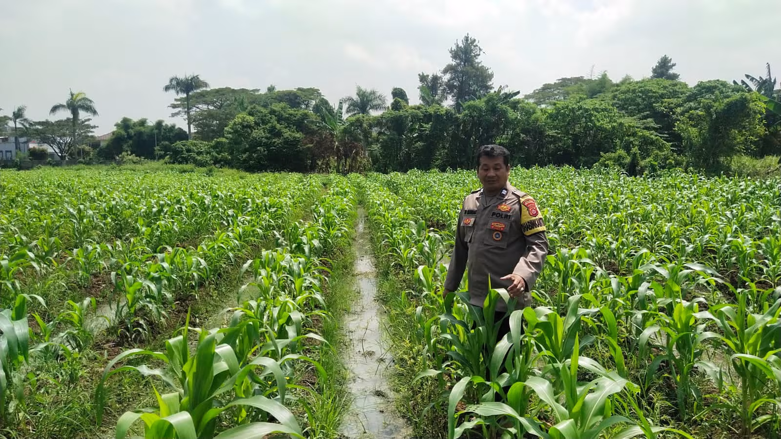 Kanit Binmas Polsek Cikupa Monitoring Lahan Jagung Program Ketahanan Pangan di Panongan