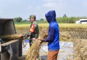 Wujud Nyata Babinsa Kaliboto Bersama Petani Laksanakan Panen Padi, Dukung Ketahanan Pangan Desa