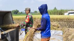 Wujud Nyata Babinsa Kaliboto Bersama Petani Laksanakan Panen Padi, Dukung Ketahanan Pangan Desa