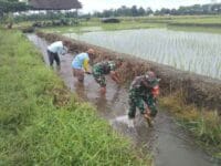 Sinergi Babinsa Dan Masyarakat Desa Pojok Bersihkan Irigasi Demi Pertanian Lancar