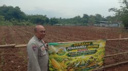 Bhabinkamtibmas Desa Budimulya Cek Lahan Jagung Hibrida Dukung Ketahanan Pangan