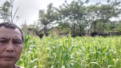 Bhabinkamtibmas Cek Lahan Jagung Hibrida, Dukung Program Ketahanan Pangan di Cikupa