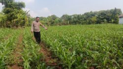 Polsek Cikupa Monitoring Lahan Jagung Hibrida, Dukung Program Ketahanan Pangan