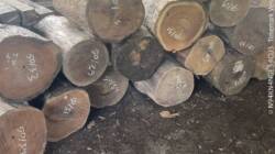 Ketiadaan Polisi Dipertanyakan: Ada Apa di Balik Operasi Perhutani?