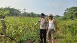 Aiptu Mukhsodin Monitoring Jagung Hibrida Sukadamai, Dukung Program Ketahanan Pangan Nasional