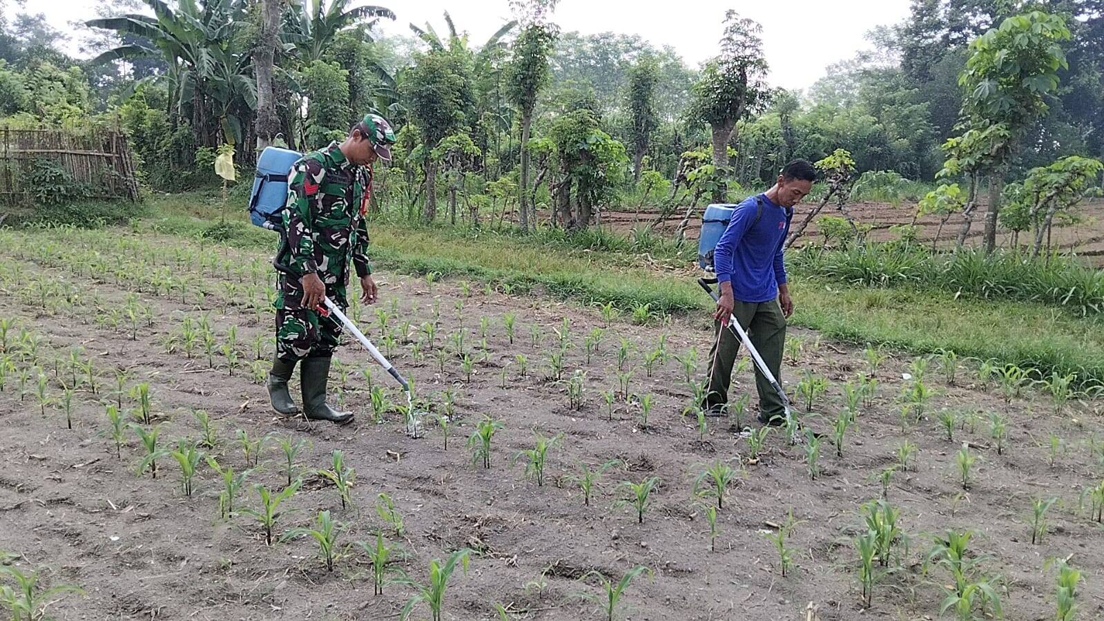 Babinsa Kandangan Dampingi Petani Lakukan Penyemprotan POC Untuk Tingkatkan Pertumbuhan Jagung