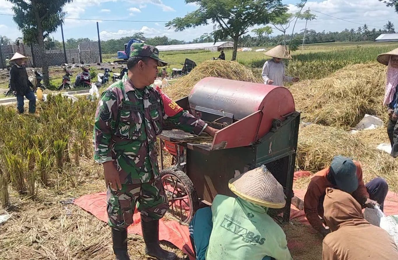 Wujudkan Ketahanan Pangan Nasional, Babinsa Ngadirenggo Dampingi Petani Panen Padi