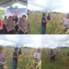 IMG-20260518-WA0036 Dukung Ketahanan Pangan: Polres Sorong Selatan Panen Ratusan Kilogram Jagung Bersama Warga Monmok
