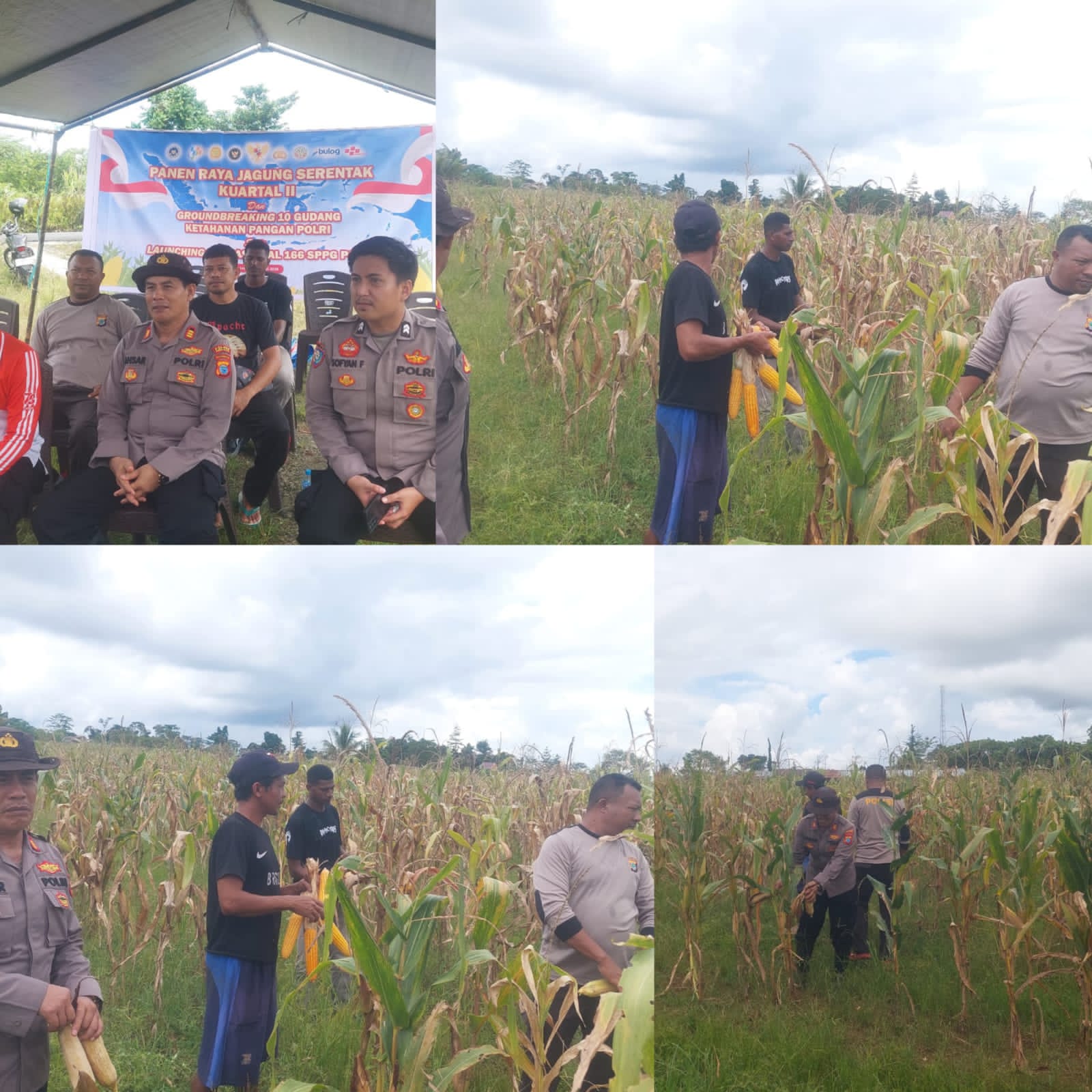 IMG-20260518-WA0036 Dukung Ketahanan Pangan: Polres Sorong Selatan Panen Ratusan Kilogram Jagung Bersama Warga Monmok