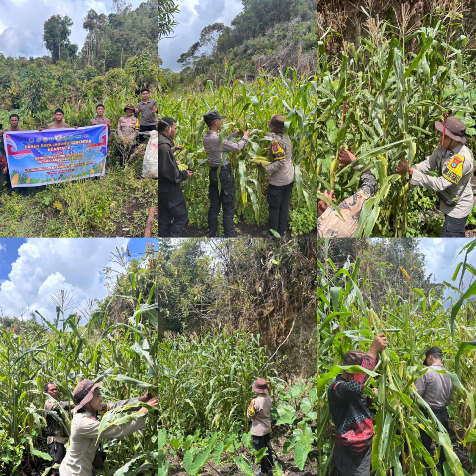 Panen Raya Jagung Serentak Kuartal II, Polres Maybrat dukung program ketahanan pangan