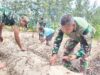 Manfaatkan Lahan Tidur, Satgas TMMD Ke-128 Kodim 1710/Mimika Tanam Jagung Bersama Warga